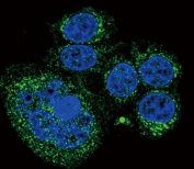 Immunofluorescent staining of human HeLa cells with HTRA1 antibody (green) and DAPI nuclear stain (blue).