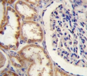 IHC testing of FFPE human kidney tissue with HTRA1 antibody. HIER: steam section in pH6 citrate buffer for 20 min and allow to cool prior to staining.