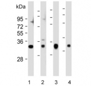 Western blot testing of 1) human HCT-116, 2) human NCI-H1299, 3) human PC-3 and 4) mouse brain lysate with VDAC2 antibody. Predicted molecular weight: ~32 kDa.