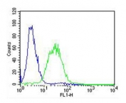 Flow cytometry testing of fixed and permeabilized zebrafish ZF4 cells with zebrafish ak2 antibody; Blue=isotype control, Green= ak2 antibody.