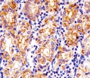 IHC testing of FFPE human stomach tissue with SLC22A2 antibody. HIER: steam section in pH6 citrate buffer for 20 min and allow to cool prior to staining.