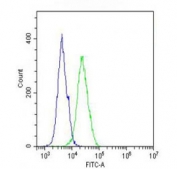 Flow cytometry testing of fixed and permeabilized human A431 cells with SLC22A2 antibody; Blue=isotype control, Green= SLC22A2 antibody.