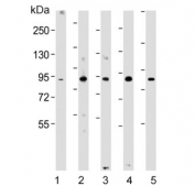 Western blot testing of human 1) HeLa, 2) Jurkat, 3) K562, 4) mouse F9 and 5) mouse testis lysate with NUP93 antibody. Predicted molecular weight ~93 kDa.