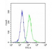 Flow cytometry testing of fixed and permeabilized human HeLa cells with NUP93 antibody; Blue=isotype control, Green= NUP93 antibody.