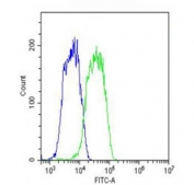 Flow cytometry testing of fixed and permeabilized human HepG2 cells with SLC29A2 antibody; Blue=isotype control, Green= SLC29A2 antibody.