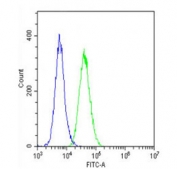 Flow cytometry testing of fixed and permeabilized mouse C2C12 cells with Vinculin antibody; Blue=isotype control, Green= Vinculin antibody.
