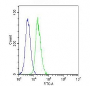 Flow cytometry testing of fixed and permeabilized mouse NIH 3T3 cells with Vinculin antibody; Blue=isotype control, Green= Vinculin antibody.