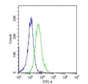 Flow cytometry testing of fixed and permeabilized human HeLa cells with CYPB antibody; Blue=isotype control, Green= CYPB antibody.