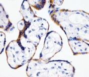 IHC testing of FFPE human placental tissue with CYPB antibody. HIER: steam section in pH6 citrate buffer for 20 min and allow to cool prior to staining.