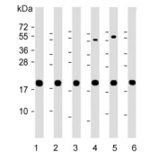 Western blot testing of 1) human HeLa, 2) human HepG2, 3) human A431, 4) mouse Ba/F3, 5) mouse NIH 3T3 and 6) rat PC-12 cell lysate with CYPB antibody. Expected molecular weight 19-23 kDa.