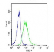 Flow cytometry testing of fixed and permeabilized human HeLa cells with 60 kDa Heat Shock Protein antibody; Blue=isotype control, Green= 60 kDa Heat Shock Protein antibody.