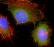 Immunofluorescent staining of fixed and permeabilized human HeLa cells with HSD17B10 antibody (green), DAPI nuclear stain (blue) and anti-Actin (red).