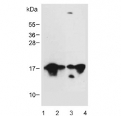 Western blot testing of 1) human brain, 2) human U-251 MG, 3) mouse NIH 3T3 and 4) mouse brain lysate with MAP1LC3A antibody. Predicted molecular weight ~14 kDa.