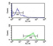 Flow cytometry testing of human K562 cells with Hyaluronan synthase 2 antibody; Blue=isotype control, Green= Hyaluronan synthase 2 antibody.