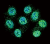 Immunofluorescent staining of human HeLa cells with ALOX15 antibody (green) and DAPI nuclear stain (blue).