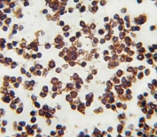 IHC testing of FFPE human lymph tissue with ALOX15 antibody. HIER: steam section in pH6 citrate buffer for 20 min and allow to cool prior to staining.