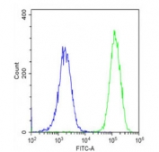 Flow cytometry testing of fixed and permeabilized human RD cells with NPPA antibody; Blue=isotype control, Green = NPPA antibody.