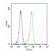 Flow cytometry testing of fixed and permeabilized human HeLa cells with Glucosylceramidase beta antibody; Blue=isotype control, Green= Glucosylceramidase beta antibody.