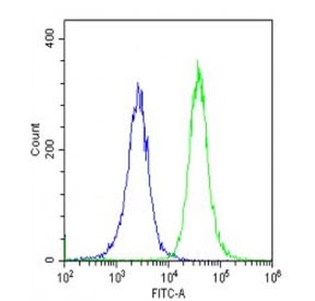 Flow cytometry testing of fixed and permeabilized human HeLa cells with CYP27B1 antibody; Blue=isotype control, Green= CYP27B1 antibody.