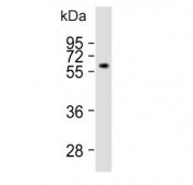Western blot testing of mouse brain lysate with Neurofilament-66 antibody. Expected molecular weight: 55-66 kDa.