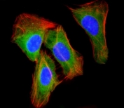 Immunofluorescent staining of fixed and permeabilized human U-2 OS cells with Rab-23 antibody (green), DAPI nuclear stain (blue) and anti-Actin (red).