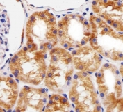 IHC testing of FFPE human kidney tissue with BCL10 antibody. HIER: steam section in pH6 citrate buffer for 20 min and allow to cool prior to staining.