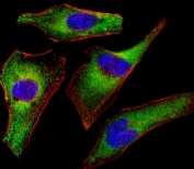 Immunofluorescent staining of fixed and permeabilized human HeLa cells with ATG4A antibody (green), DAPI nuclear stain (blue) and anti-Actin (red).