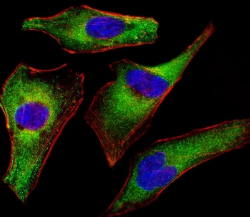 Immunofluorescent staining of fixed and permeabilized human HeLa cells with ATG4A antibody (green), DAPI nuclear stain (blue) and anti-Actin (red).