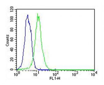 Flow cytometry testing of fixed and permeabilized human HeLa cells with ATG4A antibody; Blue=isotype control, Green= ATG4A antibody.