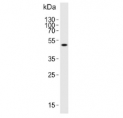 Western blot testing of human K562 cell lysate with ATG4A antibody. Predicted molecular weight ~45 kDa, commonly observed between 45-60 kDa.
