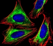 Immunofluorescent staining of fixed and permeabilized human U-2 OS cells with PPP2R1B antibody (green), DAPI nuclear stain (blue) and anti-Actin (red).