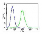 Flow cytometry testing of fixed and permeabilized human Jurkat cells with PPP2R1B antibody; Blue=isotype control, Green= PPP2R1B antibody.