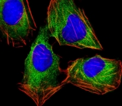 Immunofluorescent staining of fixed and permeabilized human U-2 OS cells with HINT1 antibody (green), DAPI nuclear stain (blue) and anti-Actin (red).