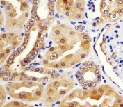 IHC testing of FFPE human kidney tissue with HINT1 antibody. HIER: steam section in pH6 citrate buffer for 20 min and allow to cool prior to staining.