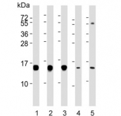Western blot testing of human 1) Jurkat, 2) Raji, 3) HepG2, 4) rat brain and 5) mouse liver lysate with HINT1 antibody. Expected molecular weight ~14 kDa.
