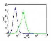 Flow cytometry testing of fixed and permeabilized human Jurkat cells with HINT1 antibody; Blue=isotype control, Green= HINT1 antibody.