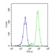 Flow cytometry testing of fixed and permeabilized human K562 cells with POTE2 antibody; Blue=isotype control, Green= POTE2 antibody.