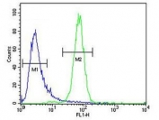 Flow cytometry testing of human K562 cells with C6orf58 antibody; Blue=isotype control, Green= C6orf58 antibody.