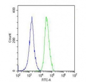Flow cytometry testing of fixed and permeabilized human A549 cells with Angiopoietin 2 antibody; Blue=isotype control, Green= Angiopoietin 2 antibody.