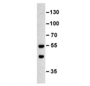Western blot testing of murine erythroleukemia cell lysate with MINPP1 antibody. Predicted molecular weight ~55 kDa