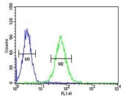 Flow cytometry testing of human K562 cells with MINPP1 antibody; Blue=isotype control, Green= MINPP1 antibody.
