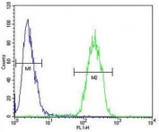 Flow cytometry testing of human HEK293 cells with DcR3 antibody; Blue=isotype control, Green= DcR3 antibody.