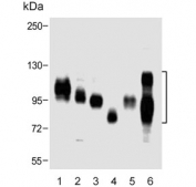 Western blot testing of human 1) HL60, 2) HepG2, 3) A431, 4) kidney, 5) placenta and 6) HeLa cell lysate with SLC3A2 antibody.  Expected molecular weight: 75-120 kDa depending on glycosylation level.