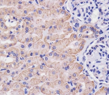 IHC testing of FFPE human kidney tissue with SLC3A2 antibody. HIER: steam section in pH6 citrate buffer for 20 min and allow to cool prior to staining.