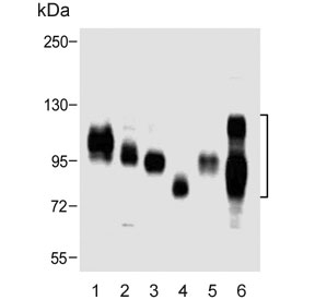 Western blot testing of human 1) HL60, 2) HepG2, 3) A431, 4) kidney, 5) placenta and 6) HeLa cell lysate with SLC3A2 antibody. Expected molecular weight: 75-120 kDa depending on glycosylation level.