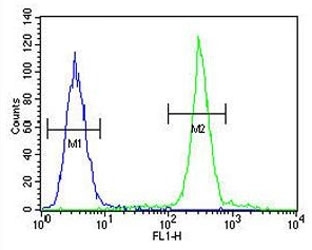 Flow cytometry testing of human A375 cells with ARL8A antibody; Blue=isotype control, Green= ARL8A antibody.