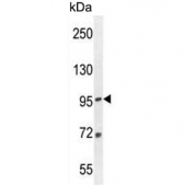 Western blot testing of mouse spleen tissue lysate with EFL1 antibody. Predicted molecular weight ~125 kDa.