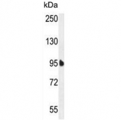 Western blot testing of human HeLa cell lysate with EFL1 antibody. Predicted molecular weight ~125 kDa.