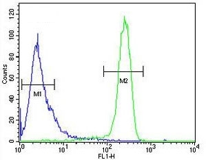 Flow cytometry testing of human HeLa cells with EFL1 antibody; Blue=isotype control, Green= EFL1 antibody.