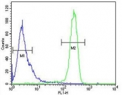 Flow cytometry testing of human HeLa cells with EFL1 antibody; Blue=isotype control, Green= EFL1 antibody.